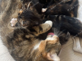 1 black and white kitten left