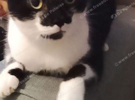 Black and white cat