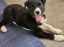 With a heavy heart I have to sell my 6 month old pup as my 4 year old will not get on with it