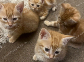 3 beautiful full ginger boy kittens ready now