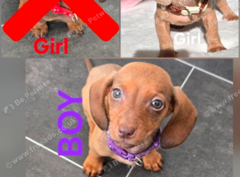 Stunning Miniature Dachshunds
