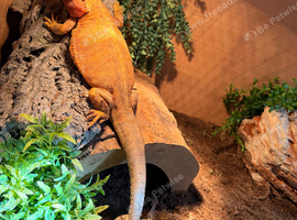 beautiful bearded dragon