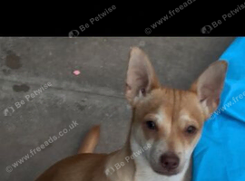 Chihuahua