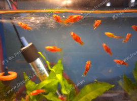 Platys for sale