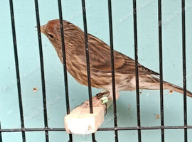 Linnet/redpoll highbreed