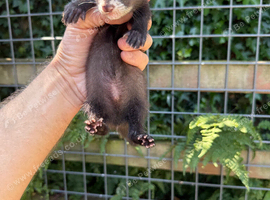 Semi angora hob ferret white bib