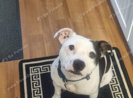 Male brindle and white staffy