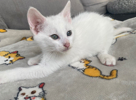 Cuddly white boy waiting for his new home!