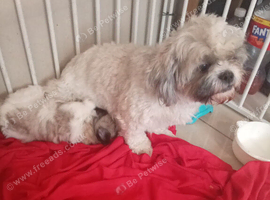 Shih Tzu puppy