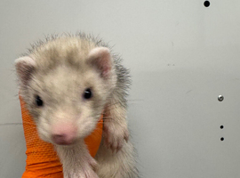 Ferret kits ready now