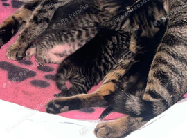 Kittens for loving homes