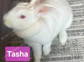White rabbit REW Doe