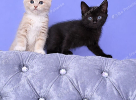 Ragdoll x calico kittens
