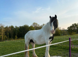 13.1/2 cob mare 14 yrs old