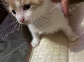Beautiful Ginger & White Kittens