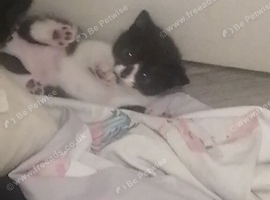 Beutifull kittens for sale