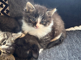 Last kitten available out of a litter of 4