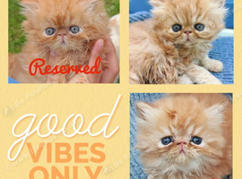 1 red tabby male persian kittens