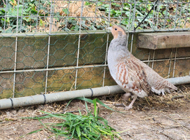 Grey (English) partridges for sale