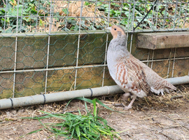 Grey partridge eggs for sale