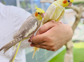 Cockatiel