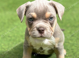 French bulldog x Pocket bully puppies for sale! READY NOW!!!