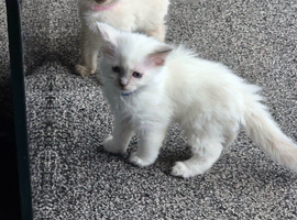 Ragdoll kittens for sale