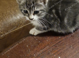 5 KITTENS LOOKING FOR LOVING HOMES
