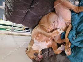 3 year old staffy cross old tyme english