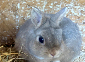 Male Netherland dwarf for sale
