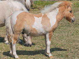Palomino and White mushroom Dun Mini Colt