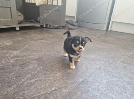 Chihuahua puppy's ready to leave