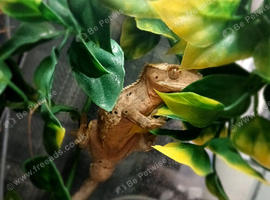 Crested gecko, collection only