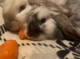 Mum and daughter mini lops