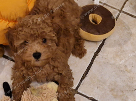 Gorgeous Cockapoo Puppies looking for their forever home - Cheltenham in Cheltenham