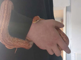 corn snake