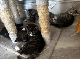 4 scottish straight kittens