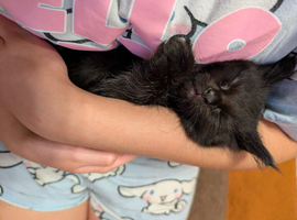 Maincoon x Sphynx/ BSH kittends