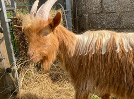 Golden Guernsey Buck