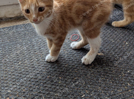 Male ginger kittens