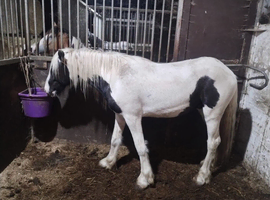 Unhandled 2 year old colt