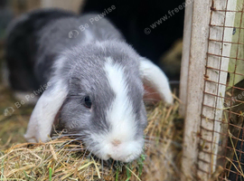 3 Dwarf Lops