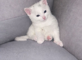 beautiful kittens