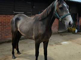 Lovely Connemara x TB filly