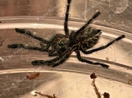 Amazon sapphire pink toe tarantula