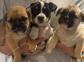 British Bulldog cross puppies ready now