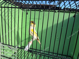 Canaries
