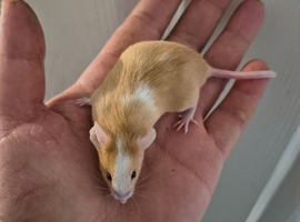 4 Cute Fancy Mice