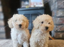 2 left -Toy poodle pups