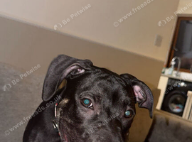 American bully mix